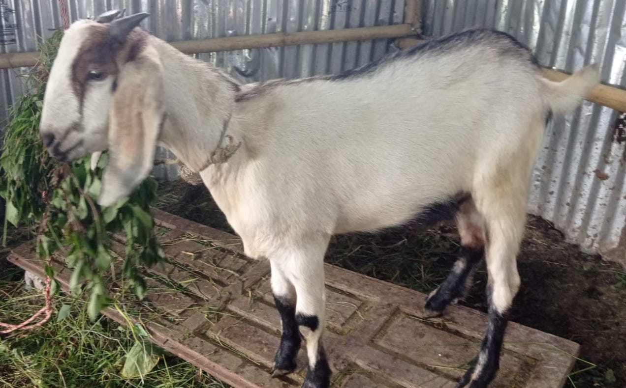 Goat (Khasi)